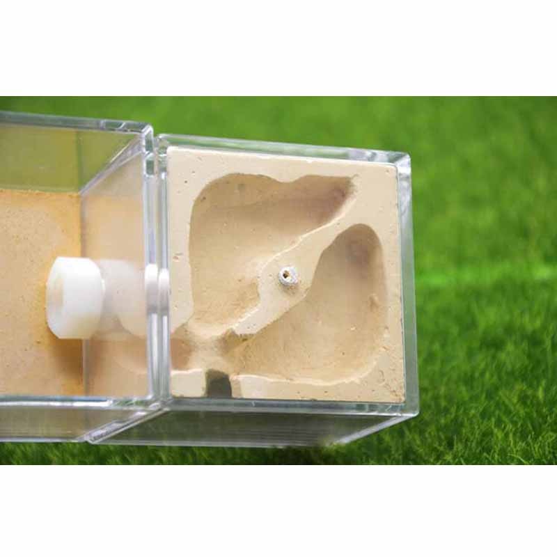 Nowy projekt akrylowe gniazdo gipsowe stereofoniczny mrówki gospodarstwo domowe hodowla owadów gniazdo domowe zwierzę warsztat Terrarium dla gadów
