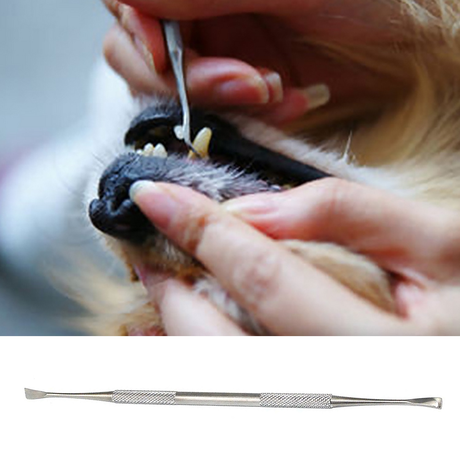 Kæledyr tand rengøringsværktøj hund kat tartar stenfjerner skraber dobbelthoved rustfrit stål til mundhygiejne sundhedspleje værktøjer