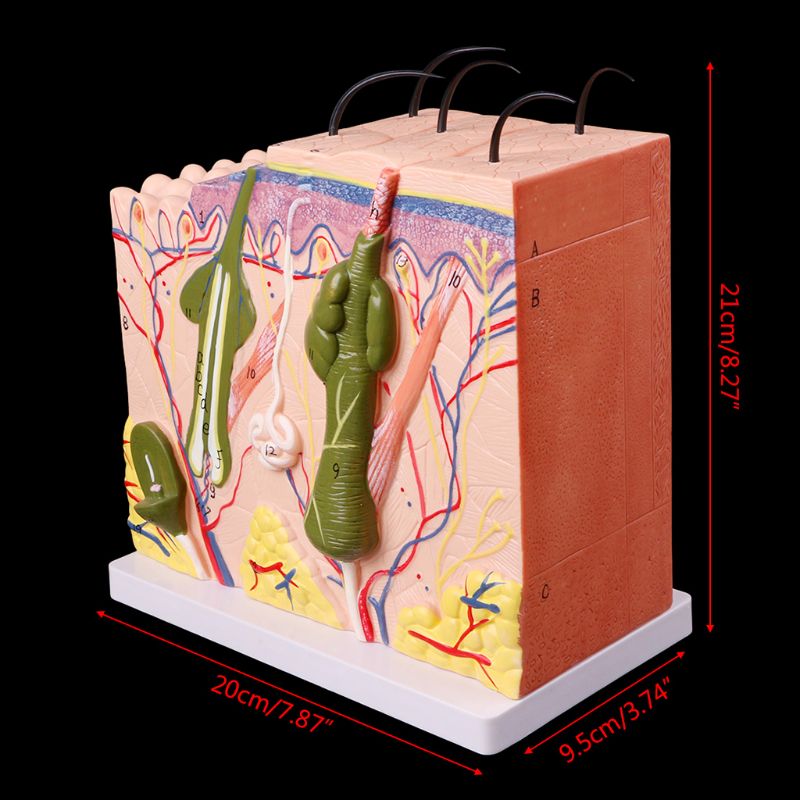 Menschlichen Haut Modell Block Vergrößert Kunststoff Anatomischen Anatomie Lehre Werkzeug vergrößert anatomisches modell
