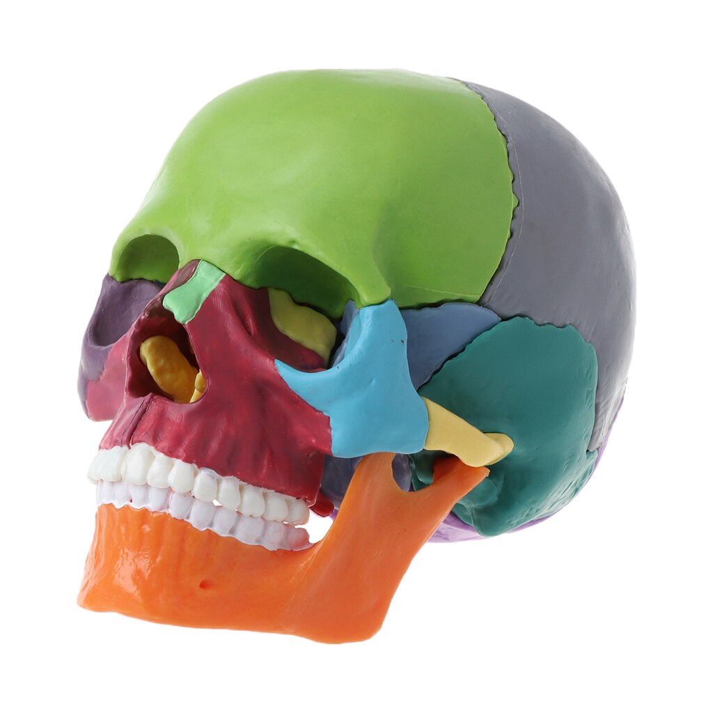15 Stks/set 4D Gedemonteerd Schedel Anatomisch Model Afneembare Medische Onderwijs Tool: Multicolor