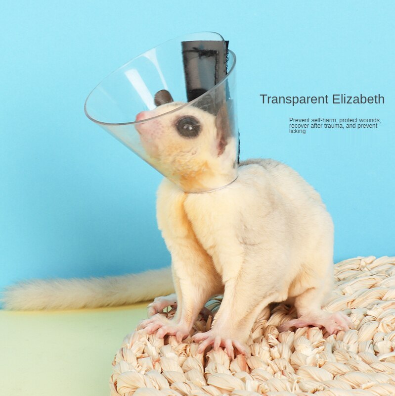 Małe zwierzę elżbietańskie koło miód szybowiec wiewiórka chomik anty-ugryzienie kołnierz przezroczyste i wodoodporne akcesoria dla chomików