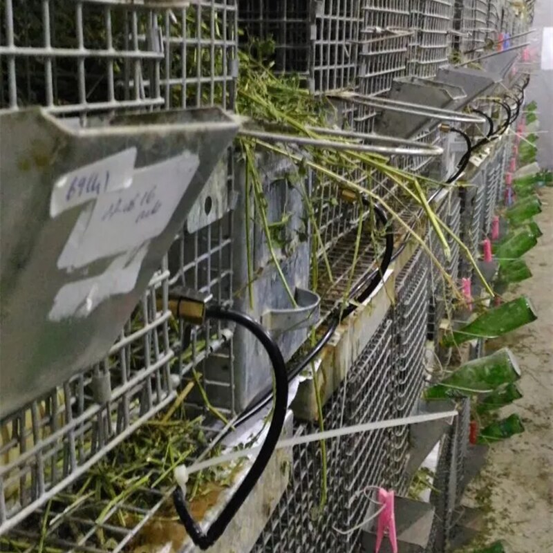Rata ratón bebedero de boquilla de agua automática rata alimentador con acero inoxidable tarjeta hámster conejos roedores para beber suministros