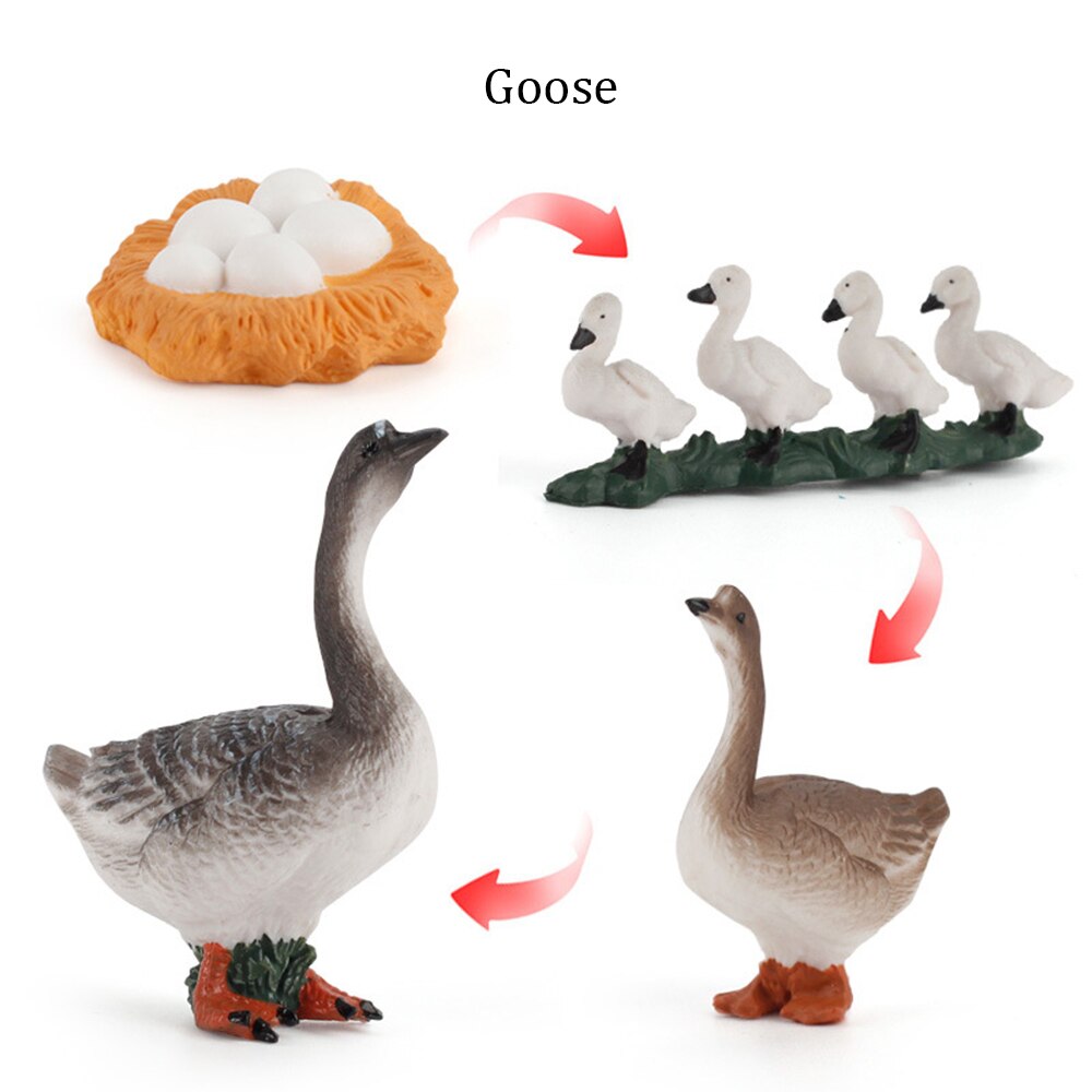 Simulation Animals Growth Cycle ButterflyLadybug Chicken Life Cycle Figurine Plastic Models Action Figures Educational Kids Toy: Goose