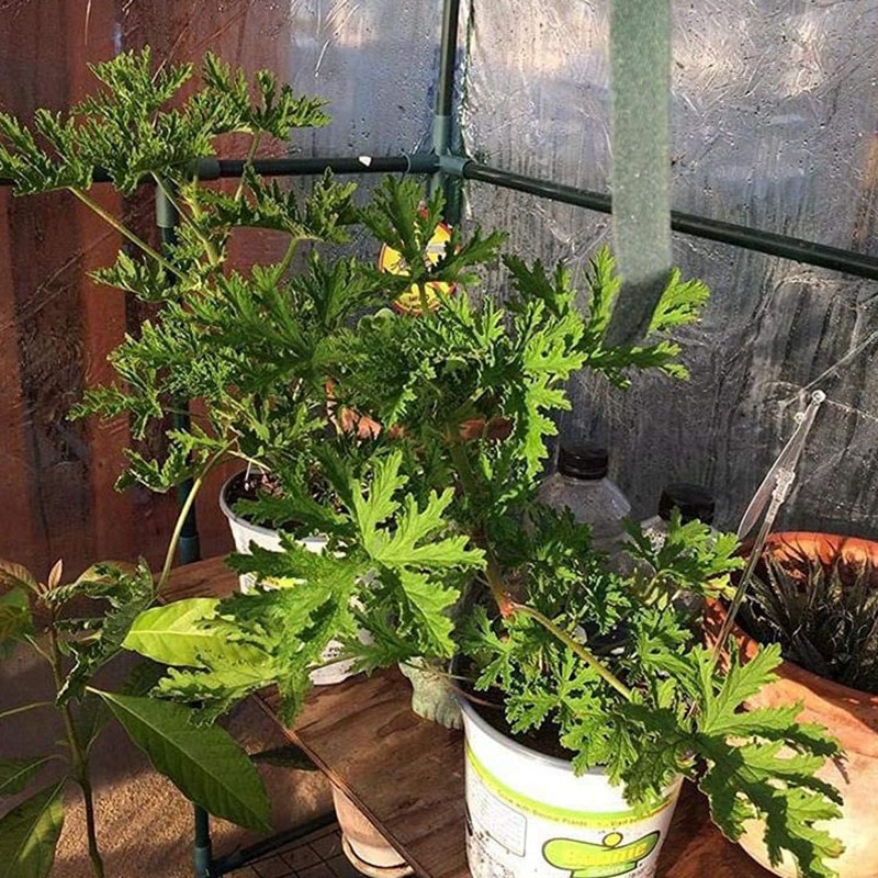 PVC Warm Garden Household Plant Greenhouse Cover Waterproof Protect Garden Plants Flowers Without Holder