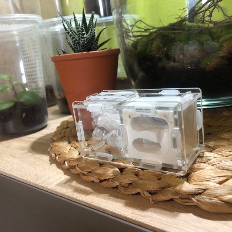 Mini Ants Nest Ant Farm Acrylic&Gypsum For Young Queens and Small Colonies Ants House Ant Home