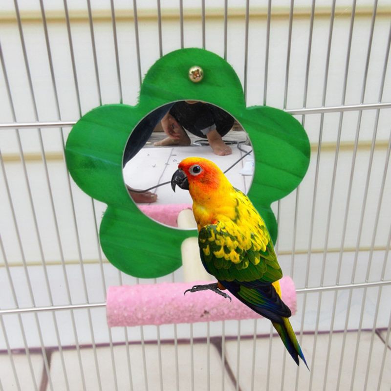 Miroir à perroquet pour oiseaux | Avec personnage pour Conure, Cage à sable, support de broyage de patte, couleur aléatoire 449E