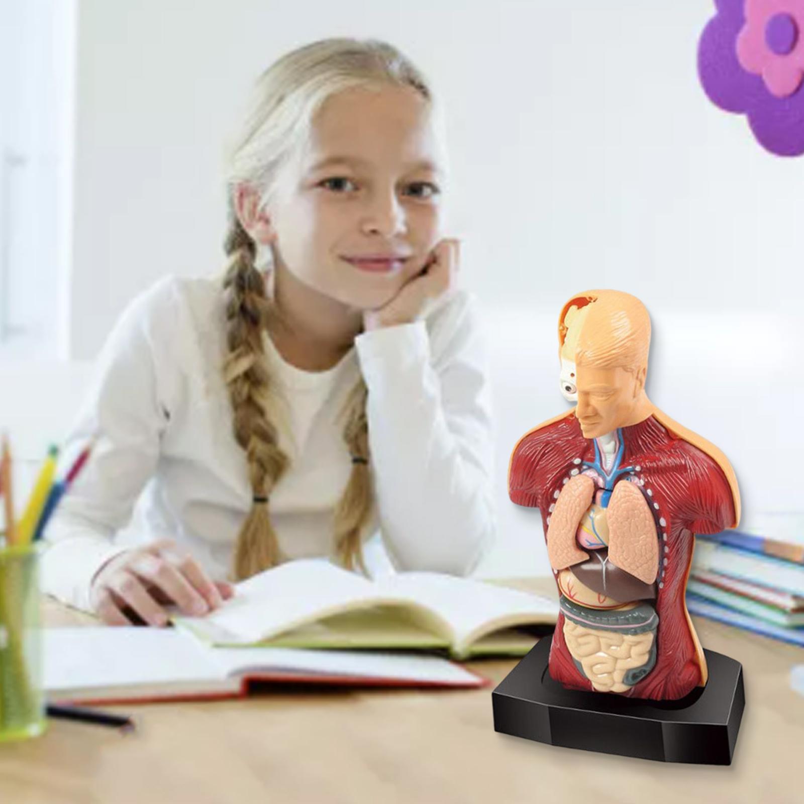 Human Body Torso Model Parts Early Learning Anatom... – Grandado
