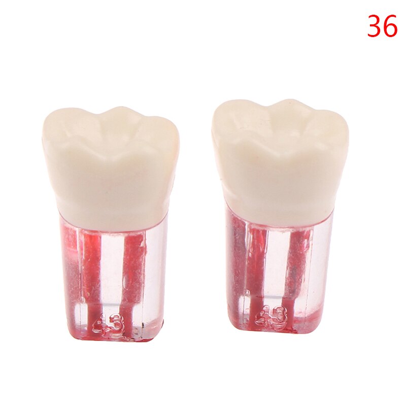 2 uds. De resina endodoncia Dental, modelo de diente Endo, limas de conducto radicular, práctica de pulpa: N36