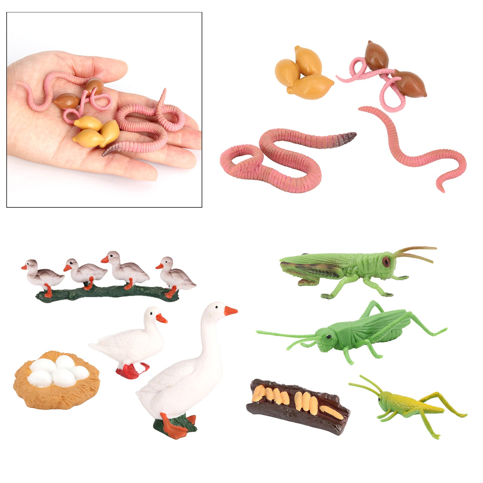 Plastic Nature Insects Growth Cycle Life Cycle Animal Figure Educational Biology