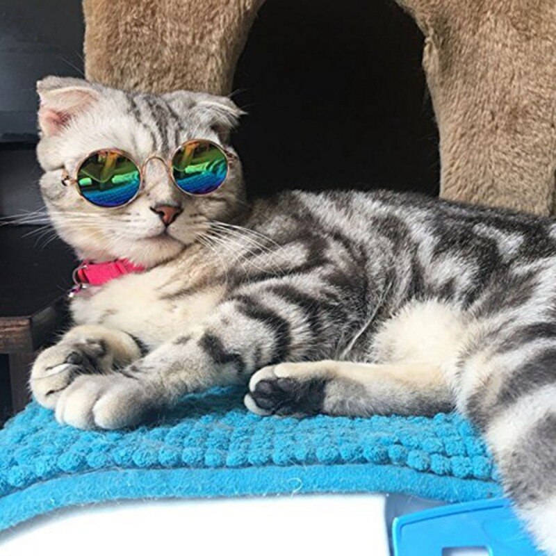 Gafas para gatos y mascotas, productos para mascotas, gafas de sol para perros y mascotas, accesorios para fotos, suministros para mascotas, gafas para gatos