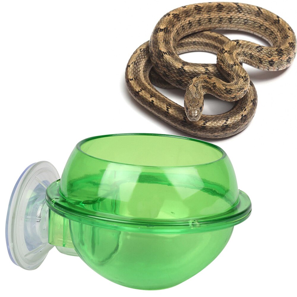 View of 2pcs Reptile Water Feeder Safe Pet Feeding Bowl Wa... – Vicedeal