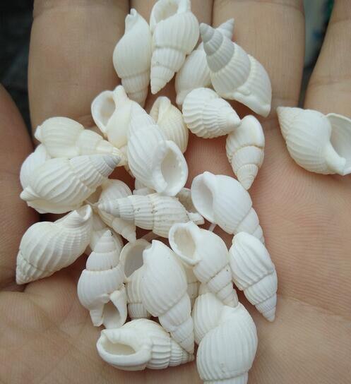 600 stks/partij wit Natuurlijke Spiraal Shell Losse Kralen 1 cm zee shell slak/trompet ze aquarium te versieren Om stok
