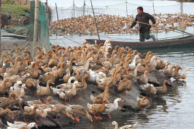 5M * 3M Tuin Hek Mesh Groene Kleur Veiligheid Gevogelte En Huisdieren Eenvoudige En Handig Hek Visnet tuinieren Netto