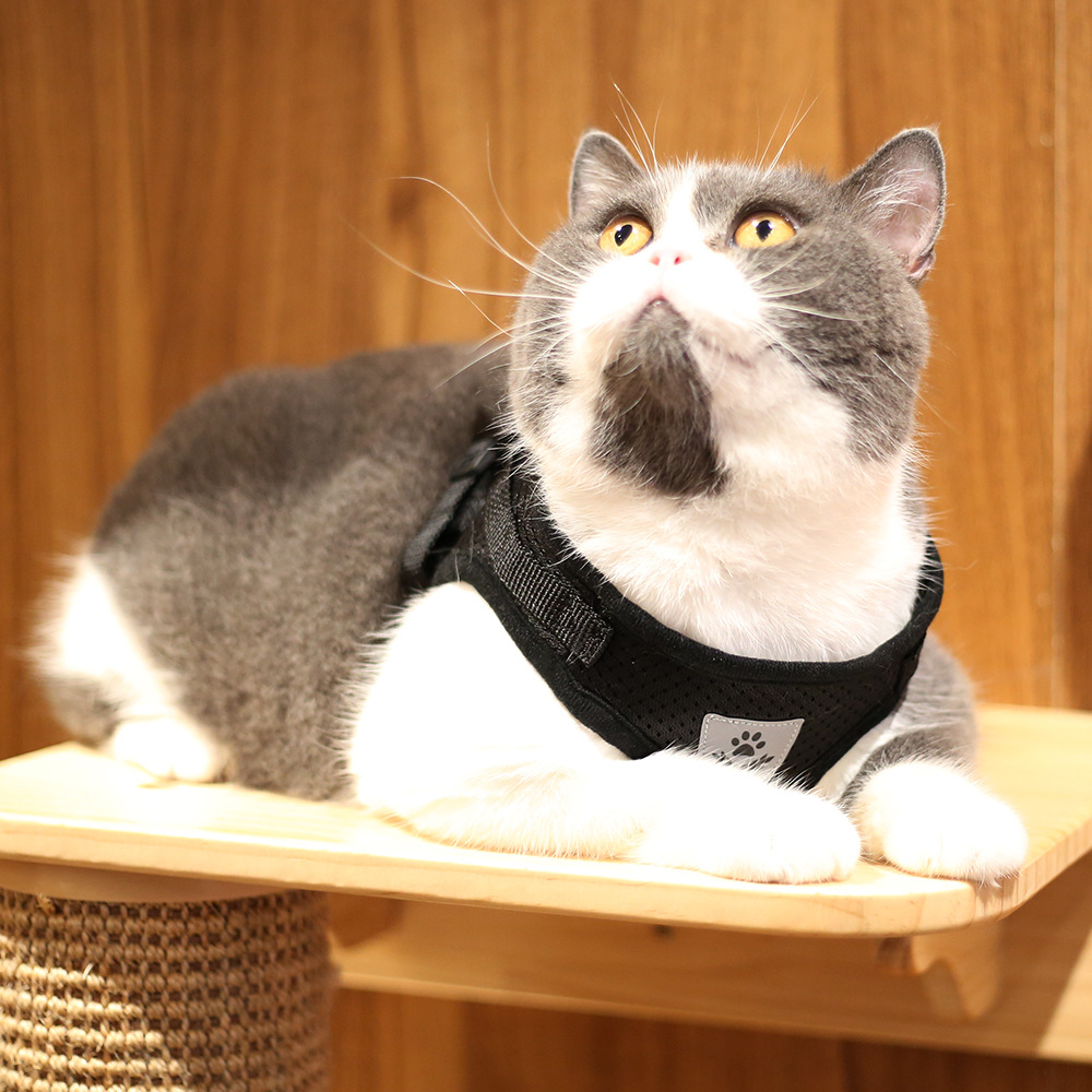 Harnais Et Laisse Paillettes Dorées Pour Chat/chien - Réfléchissant, Réglable, Anti-fuite - Maille Respirante - Tailles S (36-44 Cm), M (44-48 Cm), L (48-54 Cm)