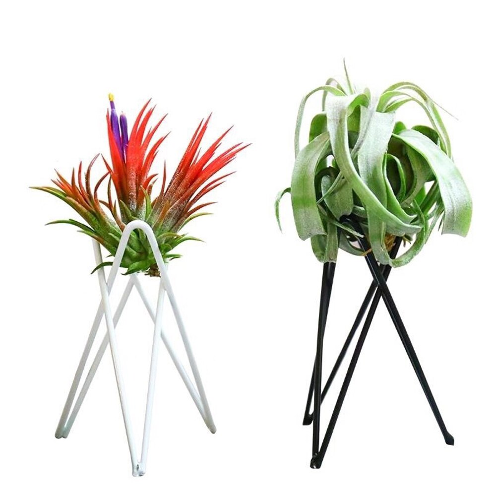 2 stk hjemmejern skrivebordsplanter luft ananas jordløse planter indendørs sort og hvid beslag desinfektionsanlæg til skrivebord