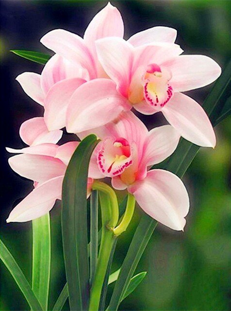 HUACAN Painting By Numbers Flower Lily HandPainted Art Dawing On Canvas Picture Kits DIY Home Decoration: SZHC1-3357