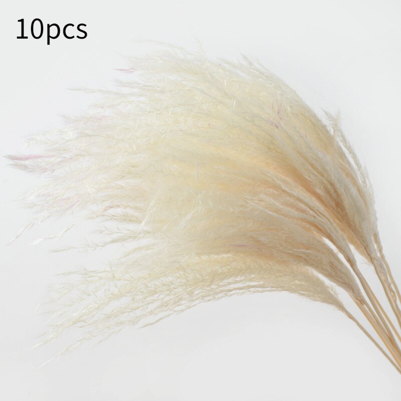 10Pcs Dry Dried Small Pampas Grass Flowers Pantas Artificiales Para Decoracion Real Plants Home Decor Wedding Decoration: small white