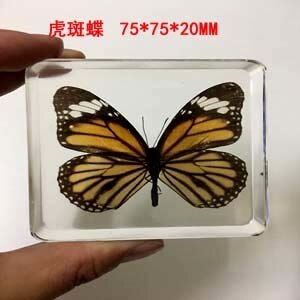 Animal Specimen Onderwijs Kinderen Speelgoed Dier Vlinder Hars Specimen Amber Goederen Van Voor Display Eerder Dan Voor Dragonfly: Danaus genutia