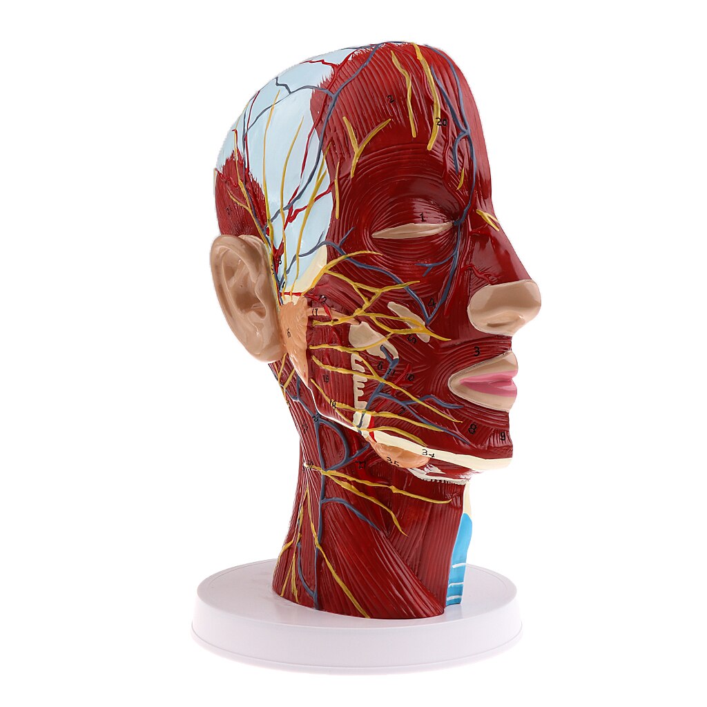 Modèle de plan Sagittal médiane | Modèle de tête pour l'enseignement et la présentation