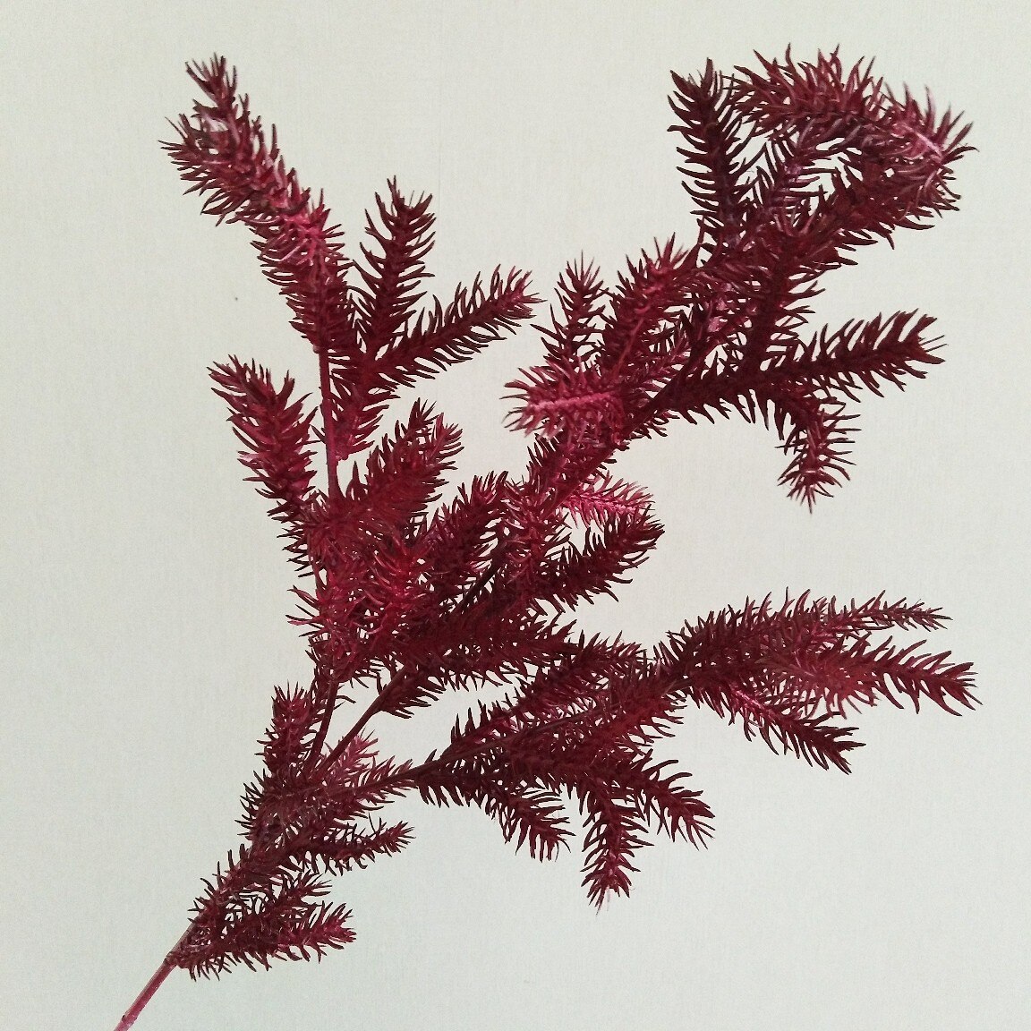 Artificial Pine Cypress Simulation Plants Desktop Decoration For Balcony Restaurant Plant: red