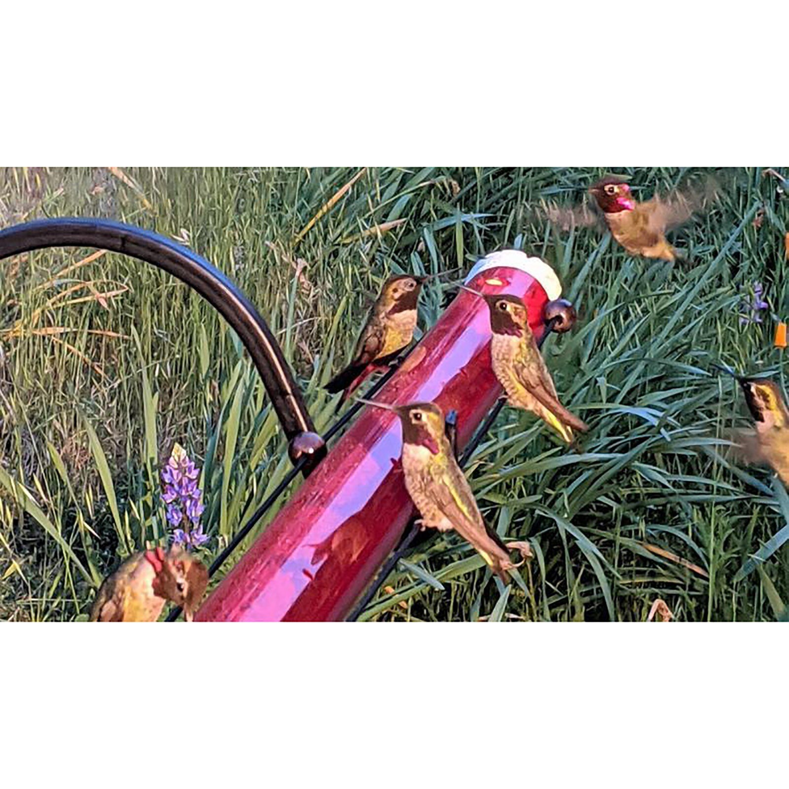 1 pièces d'anna Meilleur Colibri mangeoire pour oiseaux En Plastique Distributeur D'eau Bouteille Jardin Suspendu Extérieur En Plastique Fleur Fer Crochet Mangeoire Pour Oiseaux: Default Title