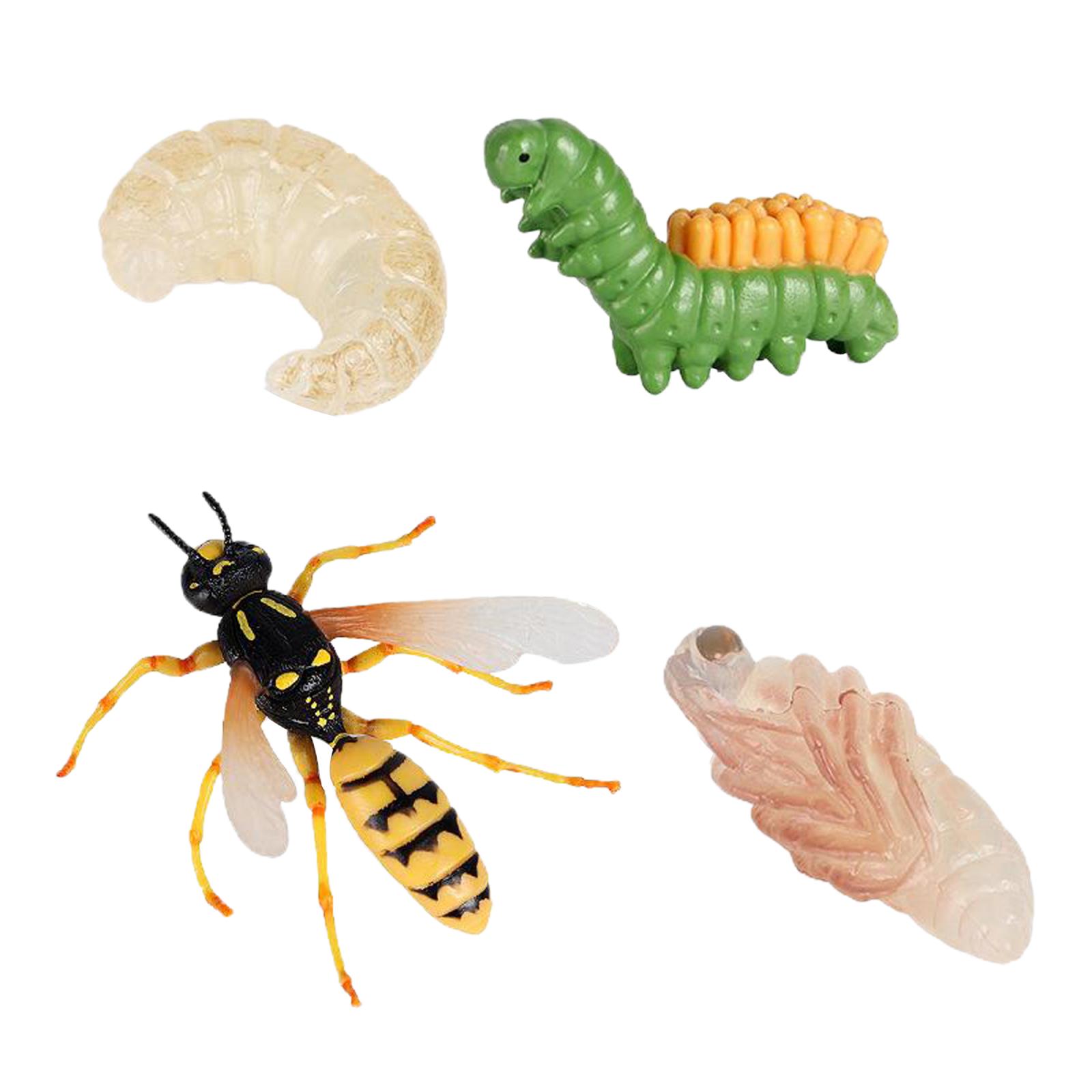 4 Piece Life Cycle Figures, Insects Plastic Wasp Toy Figure - Authentic Hand