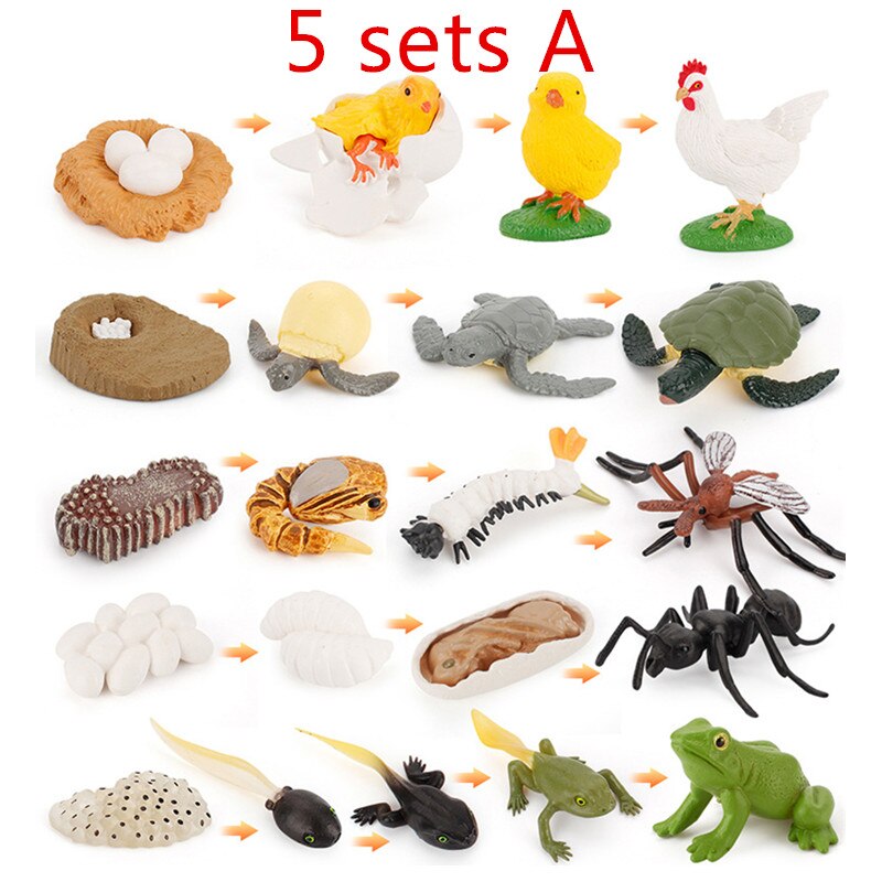 10 Sets Animal Life Growth Cycle Simulation Model Bee Ladybird Spider Bettle Butterfly Biology Nature Learning Toys: 5 sets A