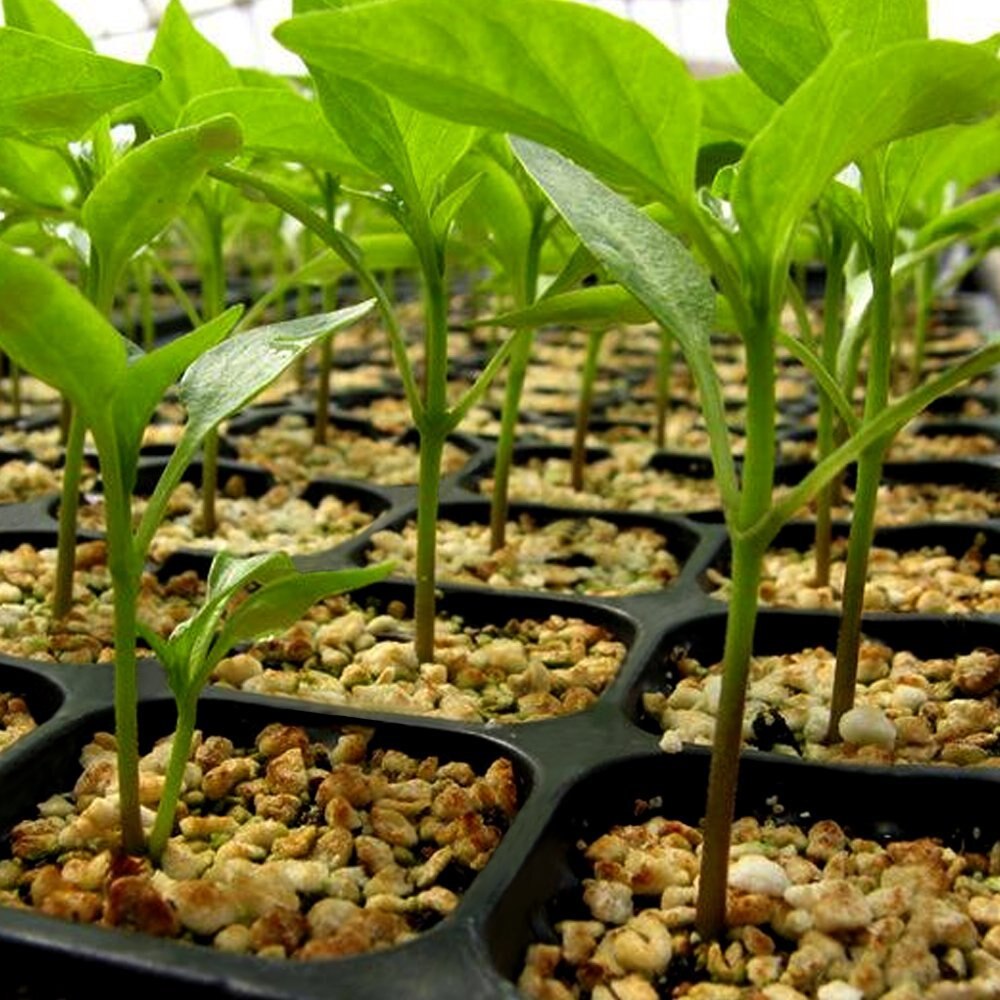 12 Cell Seed Seedling Trays Plastic Nursery Tray With Lid Grow Box Tray Plant Seed Mini Greenhouse For Garden Agriculture Pots