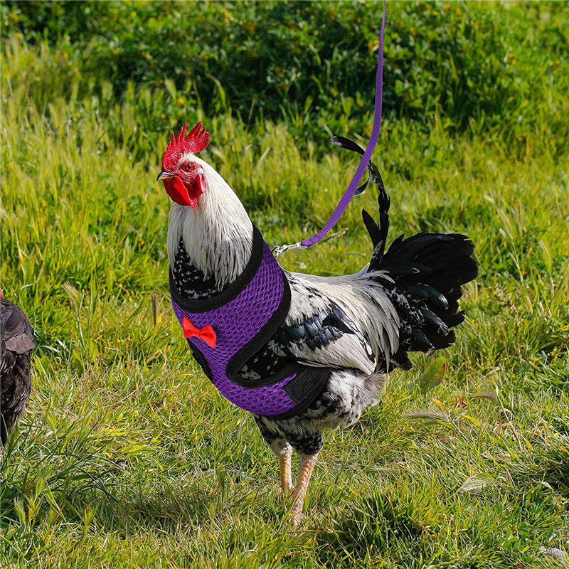 Gilet à la pour poulet et canard, ceinture pour poule, harnais pour animaux de compagnie, colliers assortis avec nœud, laisse confortable, respirant, fournitures pour volaille