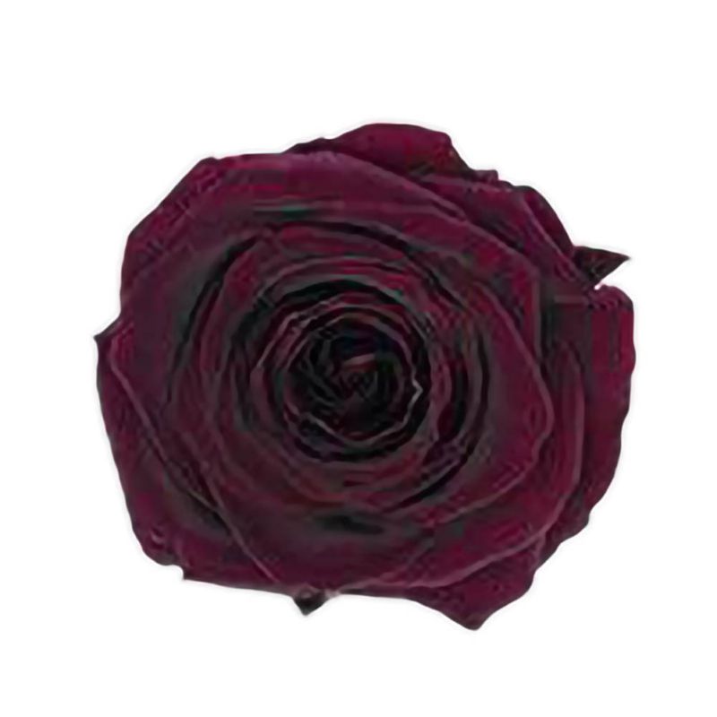 6 Roses Dried Flower Flower Head Eternal Flower B-class Wedding Family Decoration Valentine's Day Mother's Day