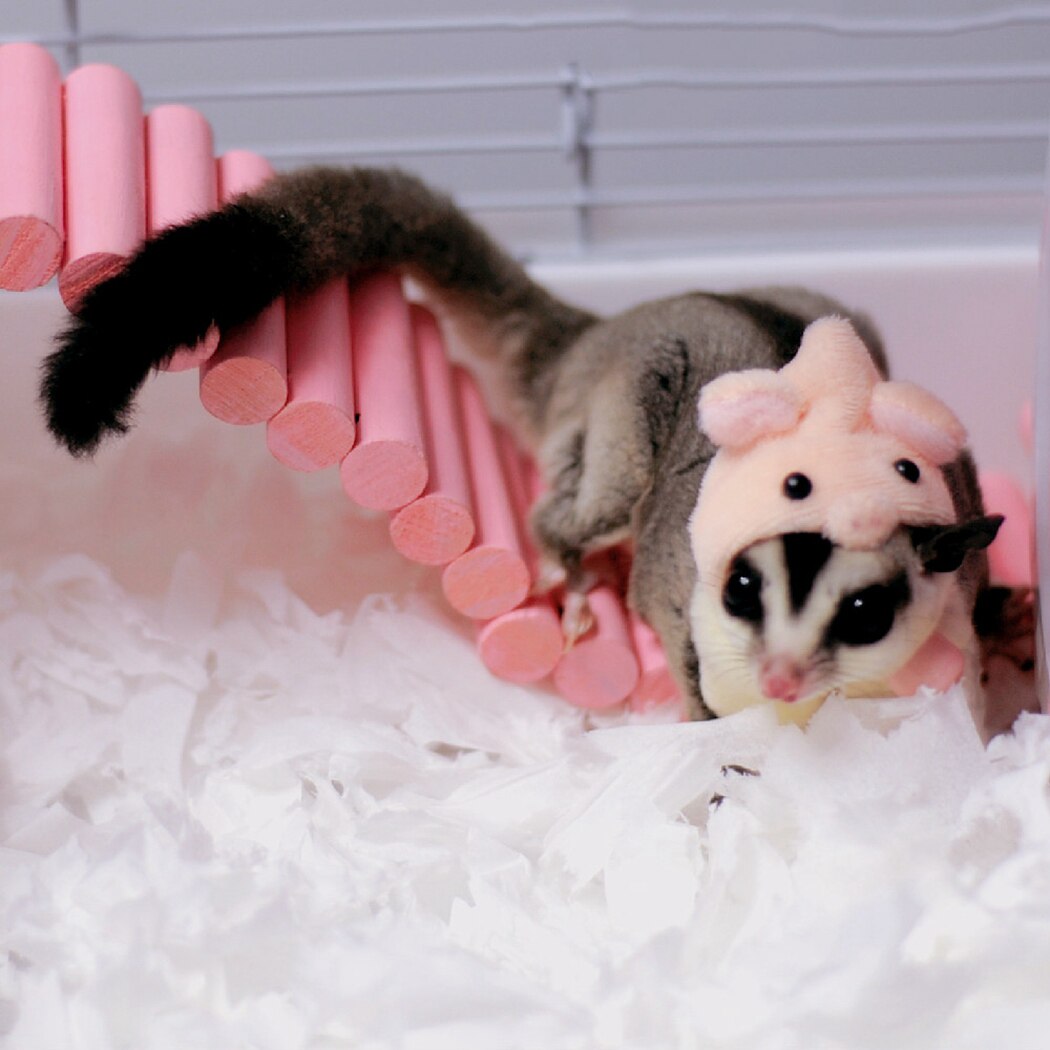 Pet Hoed Decoratieve Party Pet Cap Voor Hamster Vogel Eekhoorn Verstelbare Leuk Huisdier Accessoires Leuke Hoofddeksels Voor Konijn Hamster