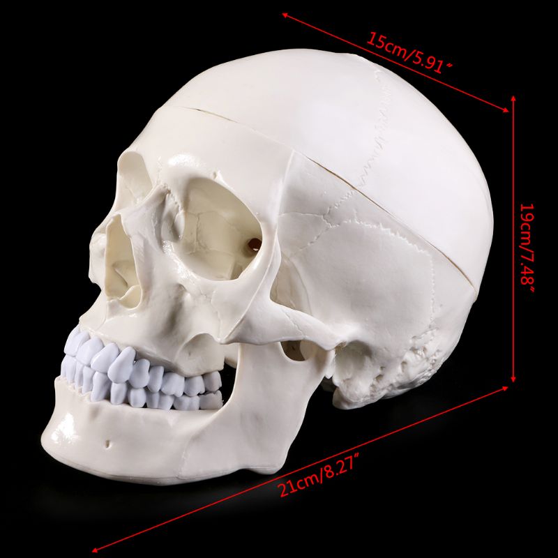 Human Anatomical Anatomy Head Skeleton Skull Teaching Model School Supplies Study Tool 16FB