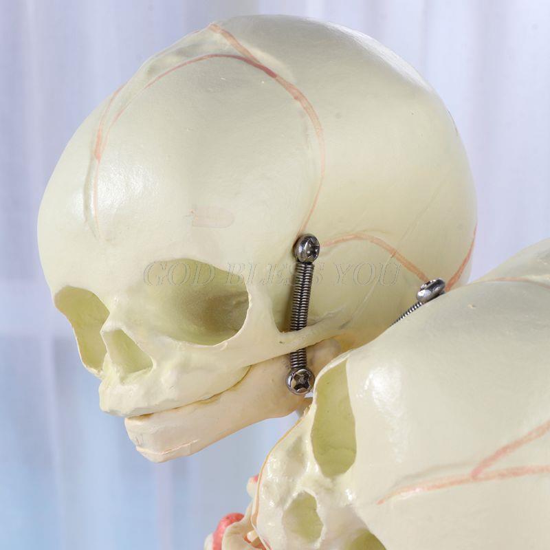 37cm Human Double Head Baby Skull Skeleton Anatomy Brain Display Study Teaching Anatomical Model