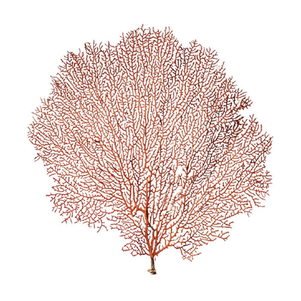 Natural Conch Shell Simulation Sea Willow Sea Tree Tree Decor Frame Branch Craft Landscaping Submarine Coral Coral Photo Ho U1X3