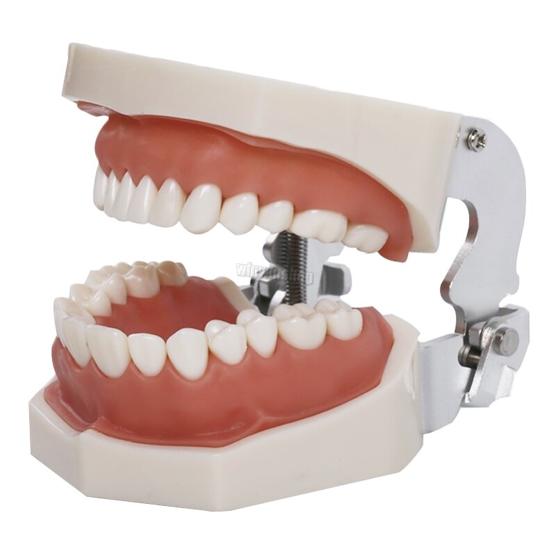Dental Teaching Model Teeth model gum Standard Model with 28/32 Screw-in Teeths Demonstration Soft Gum: 32pcs
