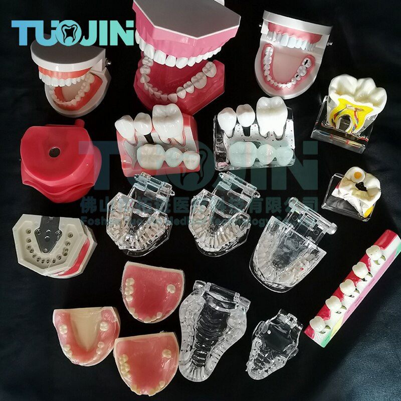Dental Harz Zähne Tipodont Modell Für Dental Techniker Praxis Lehre Gum Zähne Kiefer Modell Zahnmedizin Ausrüstung