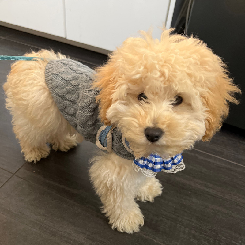 Gebreide kleding voor honden Chihuahua trui voor kleine honden Winterkleding voor Sphinx Kat Hondentrui voor York Warme hondenkleding