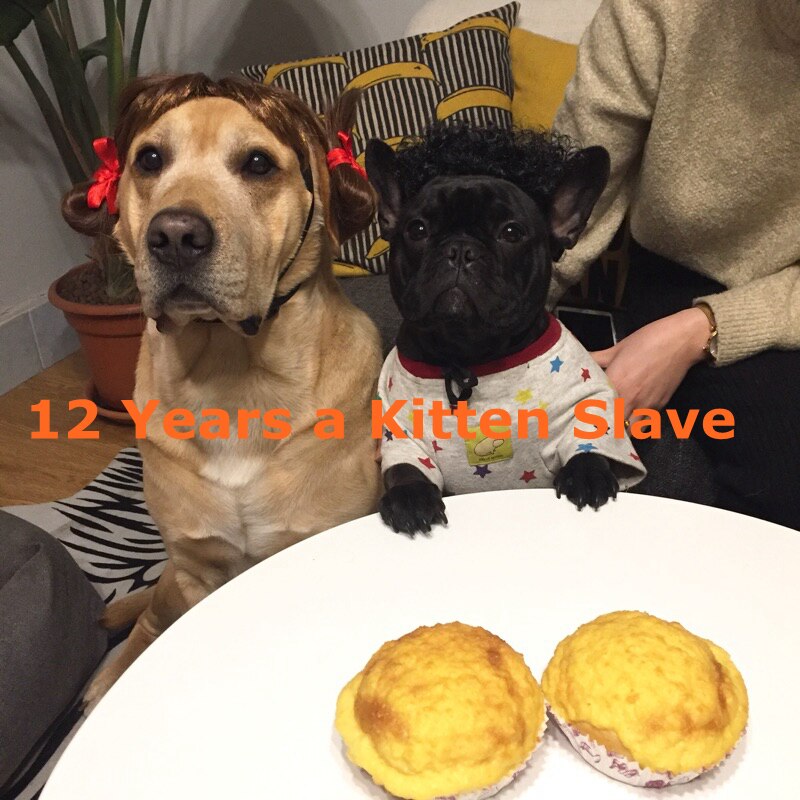 Pet Wig, French Bulldog Funny Wig Dog Wig