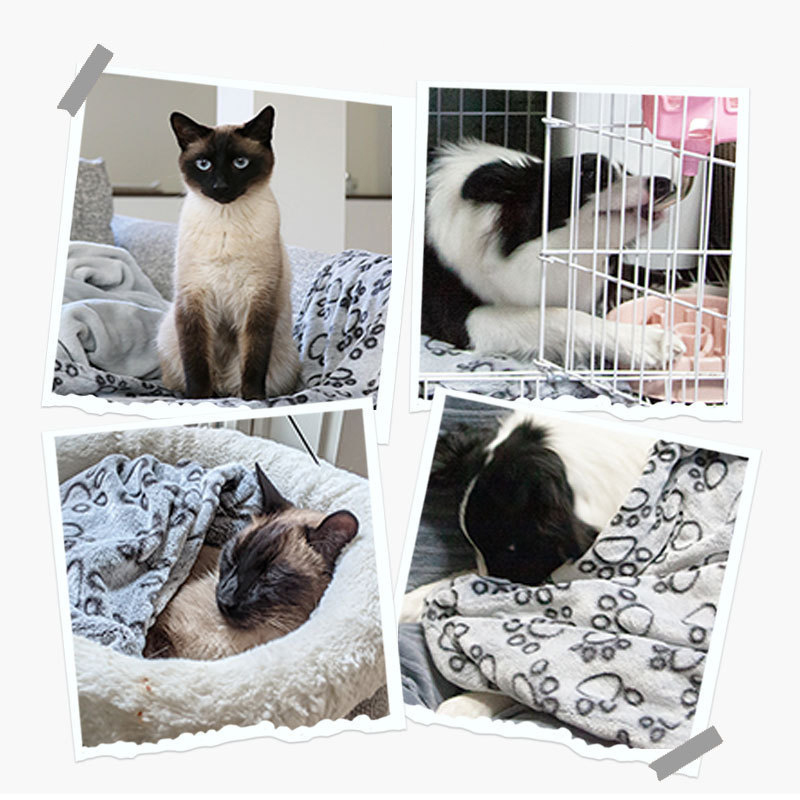 Couverture douce et moelleuse pour chien et chat, couverture apaisante pour animaux de compagnie, confortable et chaude, petite couette lavable, motif de dessin animé, tapis de couchage pour chiot et chat