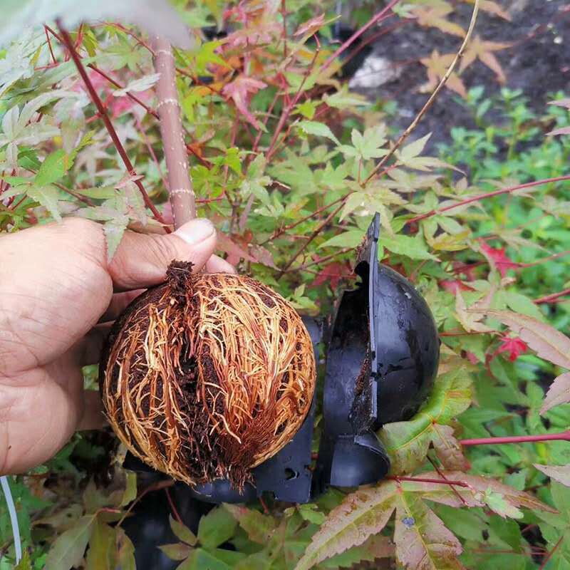 Herbruikbare Garden Plant Wortel Groeiende Doos Lucht Gelaagdheid Planten Wroeten Apparaat Hoge Druk Voortplanting Snijden Rooter Boompje Bal