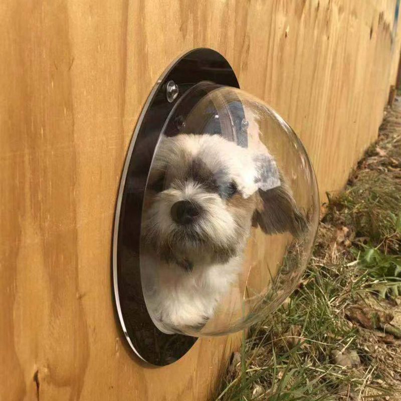 Koøye vindu rundt hunden gjennomsiktig for gjerdet kjæledyr ser ut holdbar kuppel