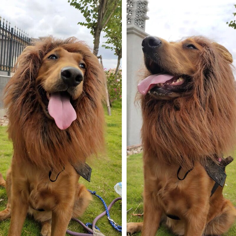 Leeuwenmanen voor honden, grappige kat leeuwenmanen, outfits