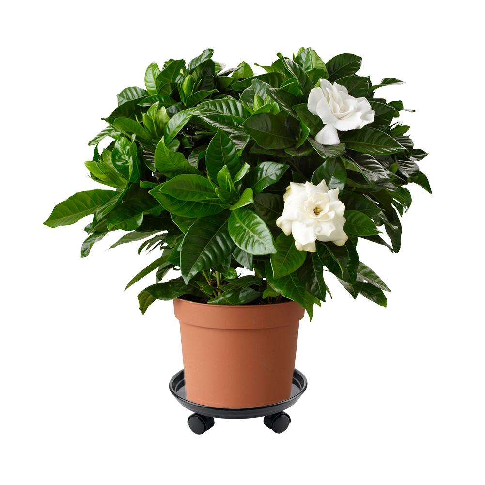 Afneembare plantenpallet universele wielen ronde kunststof bak zware bloempotrek, plantenpotpallet rolwiel, zwart