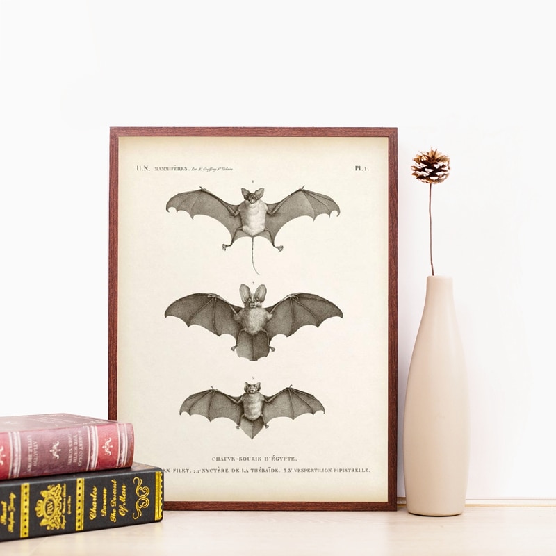 Vintage Bat Print Halloween Schilderen Antieke Bat Animal Poster Muur Foto Home Decoratie Kraftpapier Poster