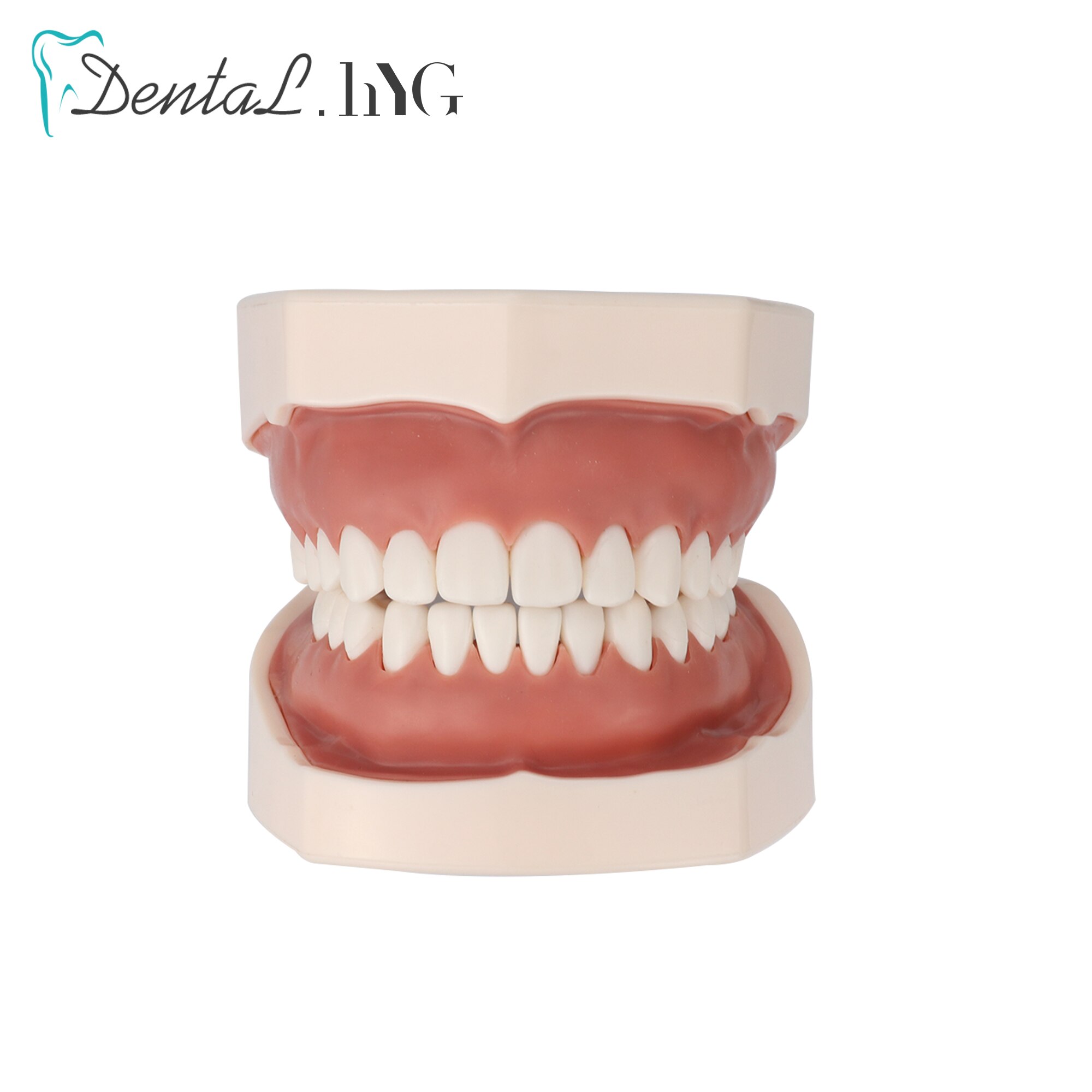 Dental model Teeth model gum teeth Teaching Model Standard Dental Typodont Model Demonstration With Removable Tooth 28Pcs: Dental Model