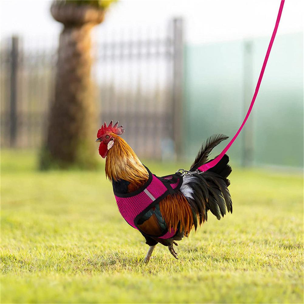 1 Set Chicken Harness Stylish Adjustable Mesh Chicken Duck Poultry Vest Poultry Supplies Duck Leash Chicken Vest
