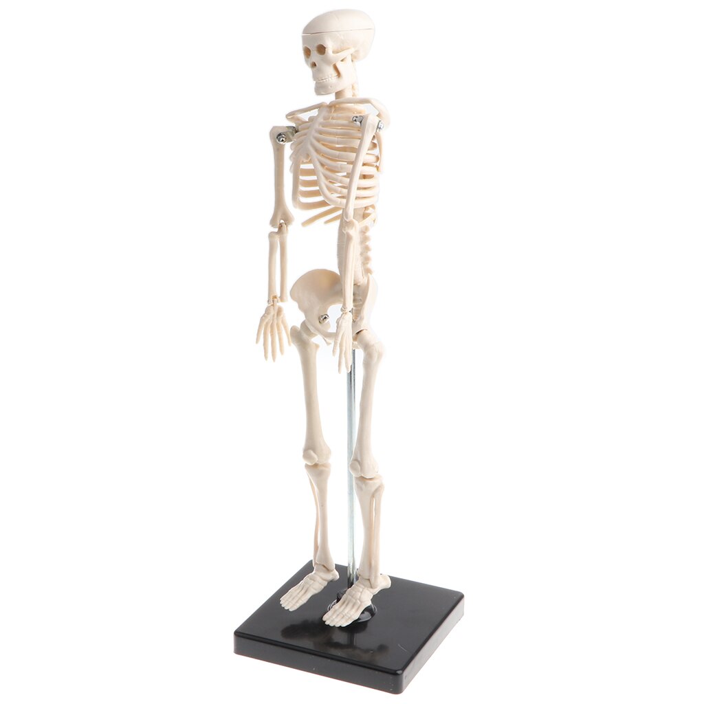 42cm Model Anatomical Educational Toy, Articulated Skeletal System, Classroom Display Decoration, Lab Supplies