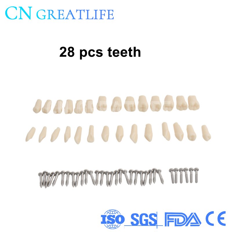 Good Typodont Teeth Model Practical False Dental Teeth Model Teeth Model for Studying: 28pcs teeth