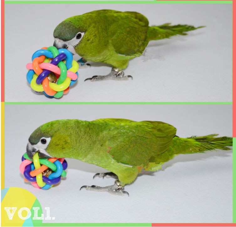 Juguete colorido para loros con campana, jaula para pájaros, pelota de juguete para loros medianos y grandes, suministros para pájaros grises africanos D413, 2 unids/lote