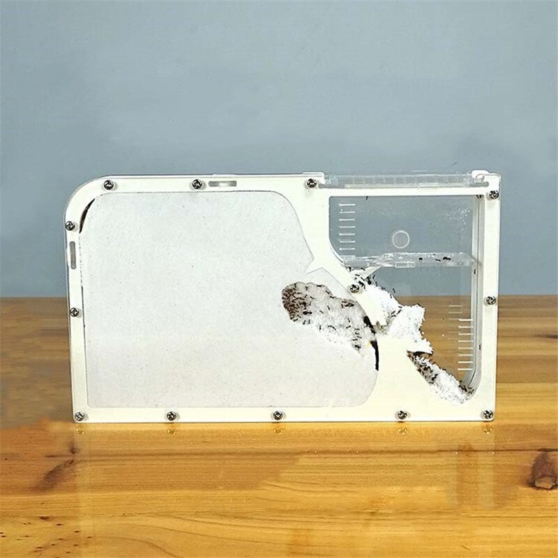 Big Formicarium Ant Nest Acrylic Insect ants house Ecological Workshop Ant Farm: White